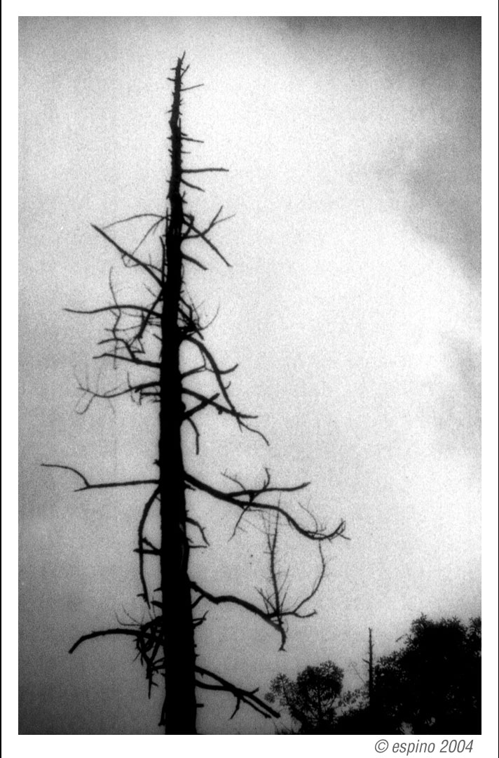 Meditaciones de un árbol y otros&nbsp;poemas